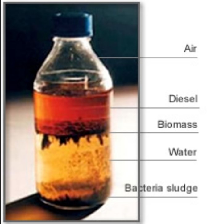 disposizione gasolio contaminato da funghi e batteri